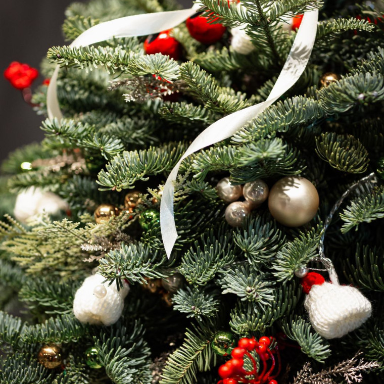 Лесная Гостья