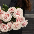 Нежно-розовые розы