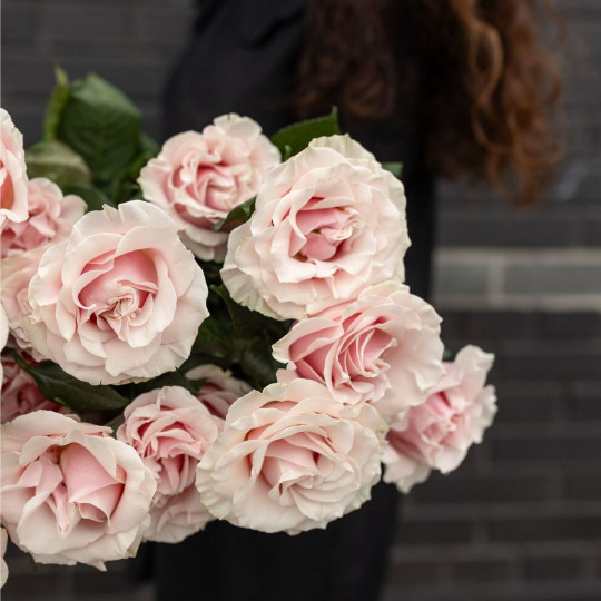 Нежно-розовые розы