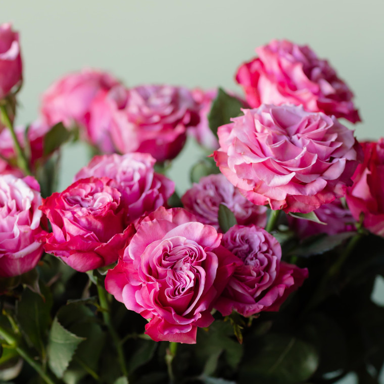 Ярко-розовые розы