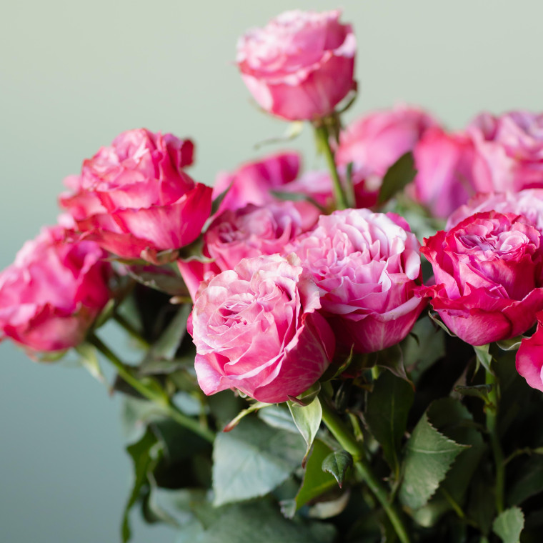 Ярко-розовые розы