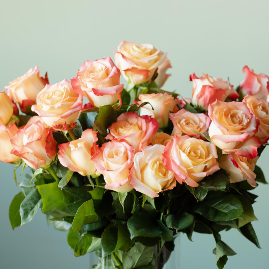 Роза двухцветная