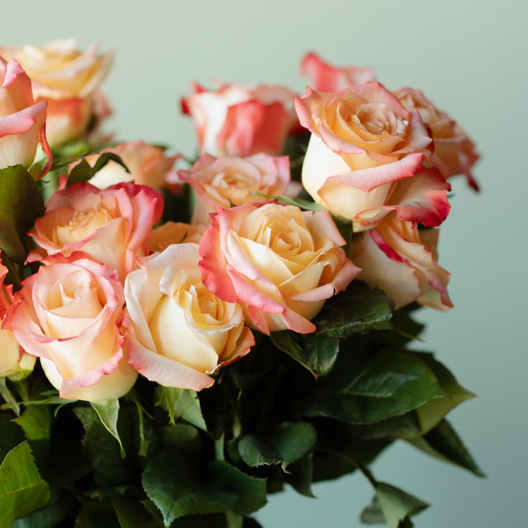 Роза двухцветная